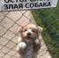 Держите собак на привязи! - Юсьвинский район