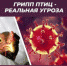 ПАМЯТКА населению по профилактике птичьего гриппа - Юсьвинский район